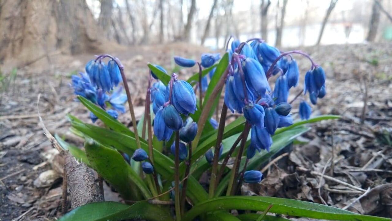 Пролеска