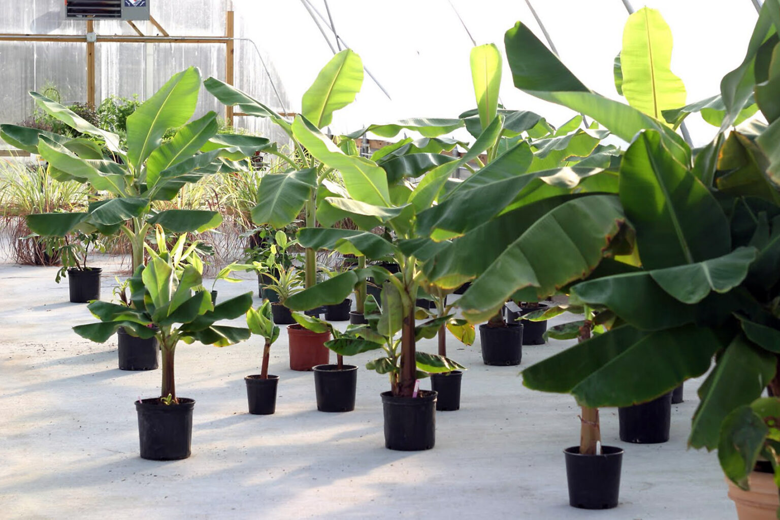 Банан Маклая