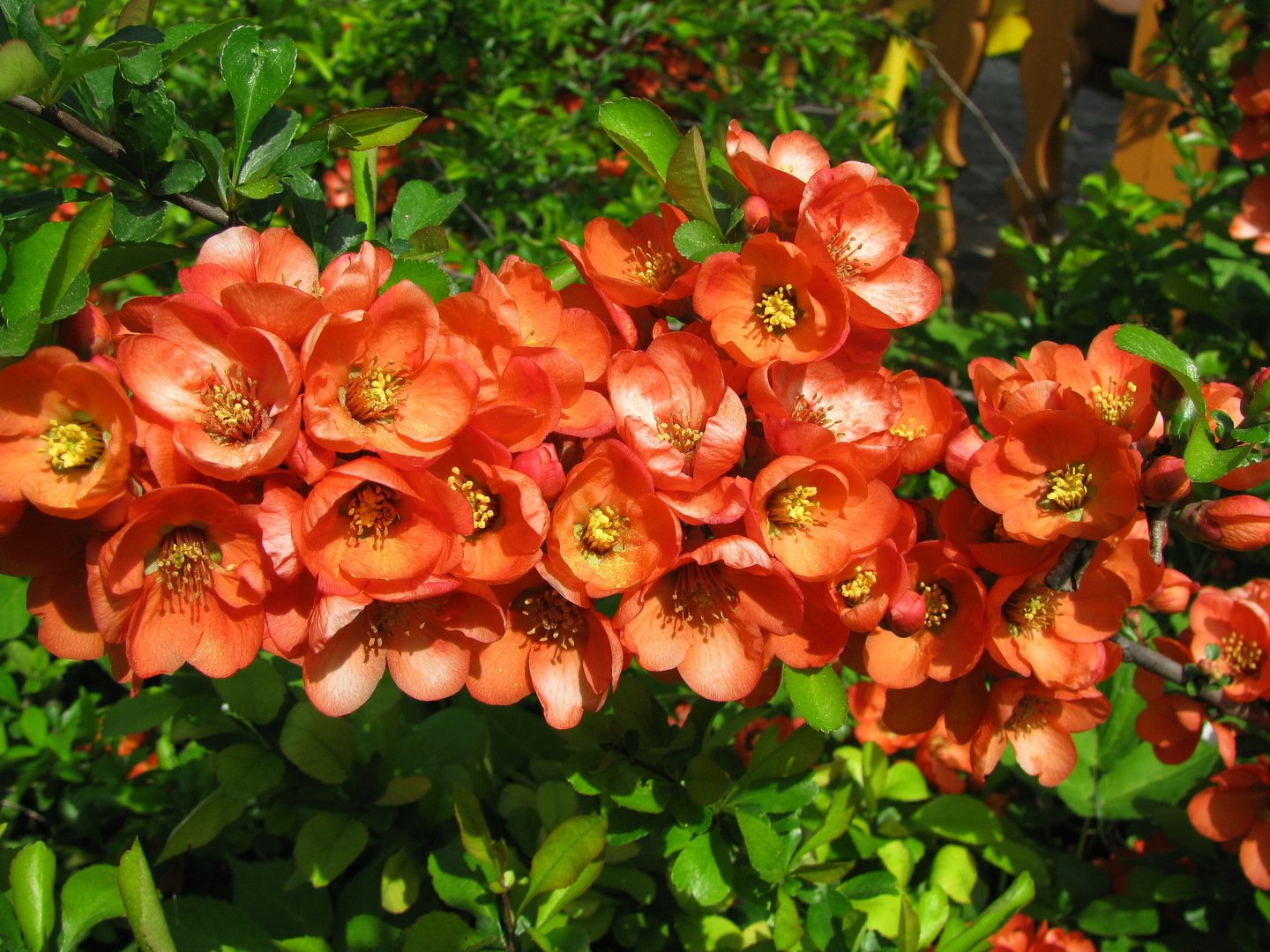 Айва мраморная