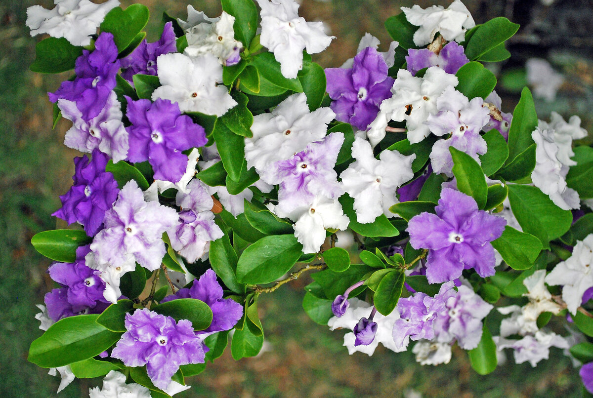 Брунфельсия