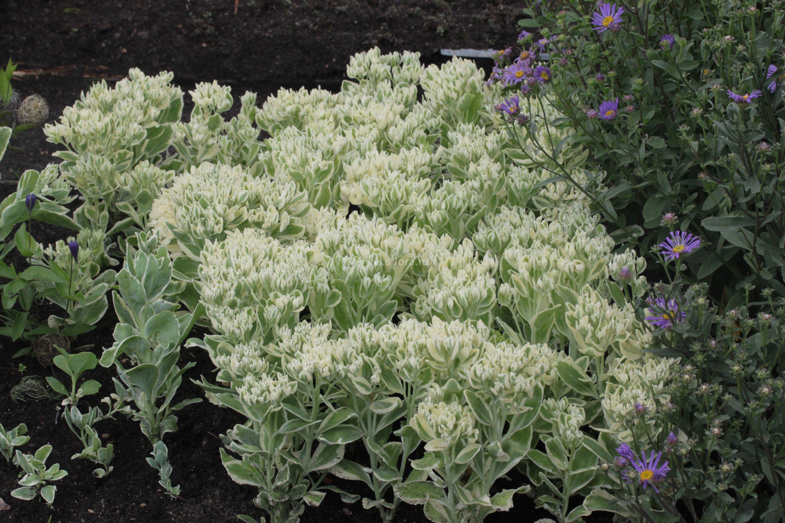 Безвкусница гибридная