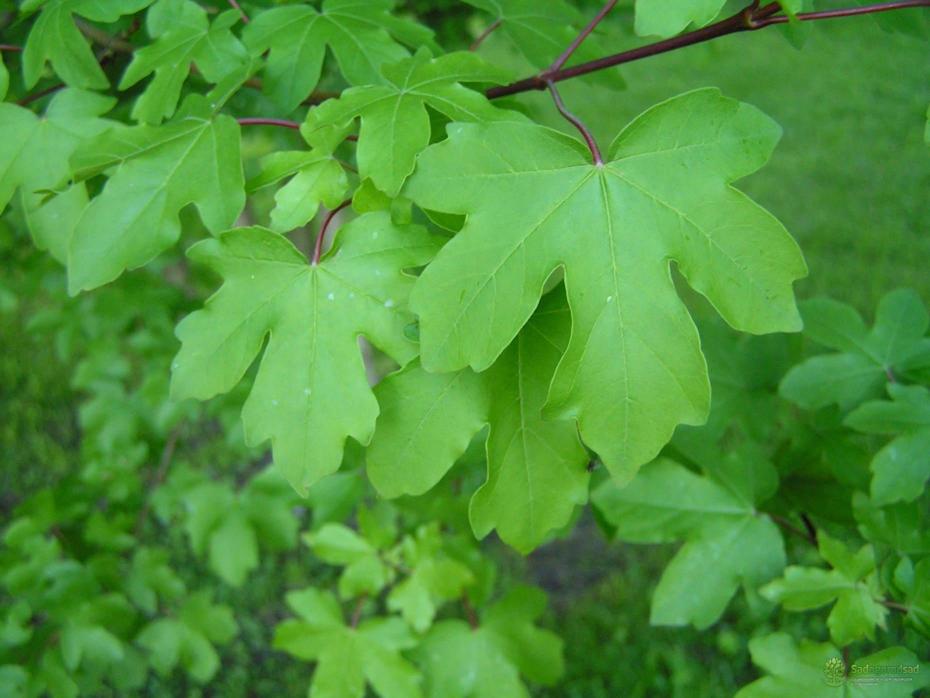 Клён полевой Клён полевой