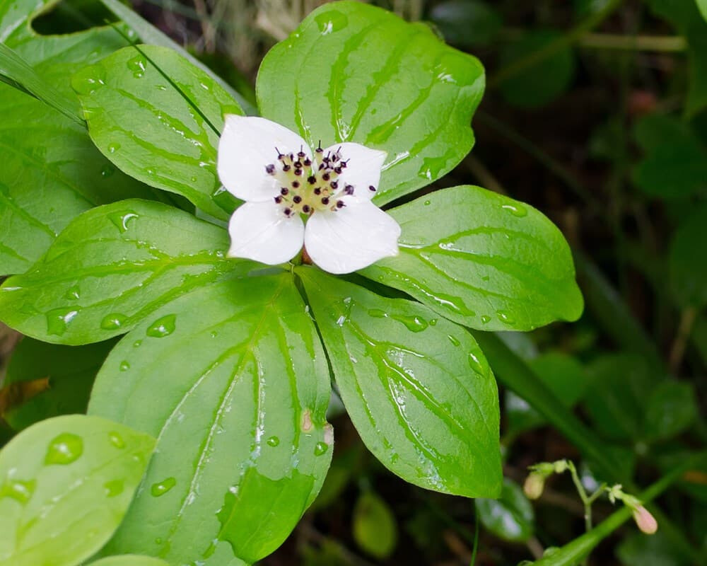 Дерен канадский Дерен канадский