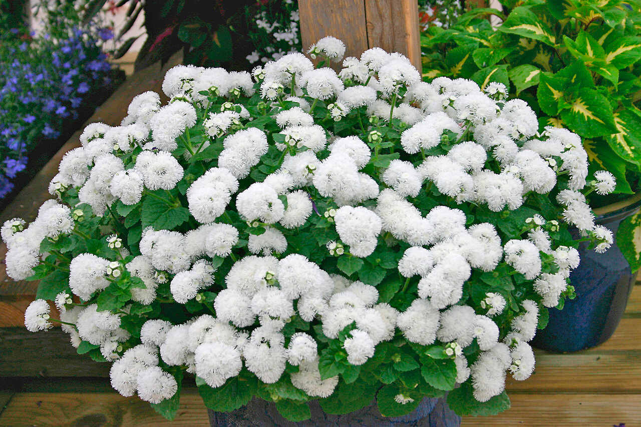 Агератум Агератум