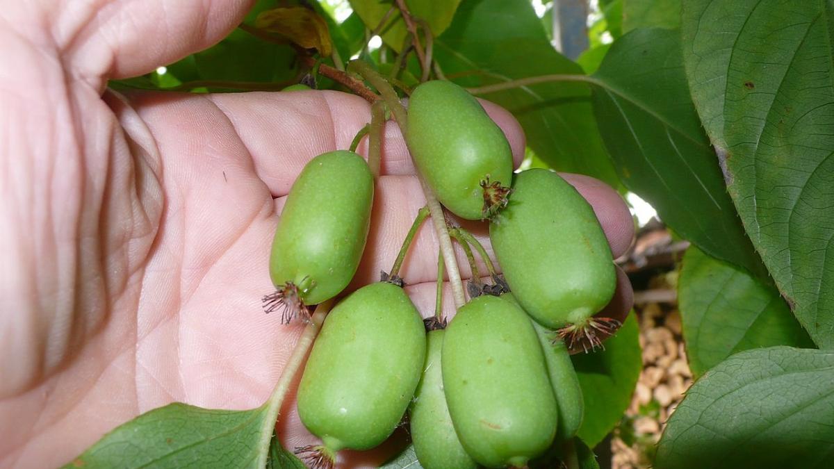 Актинидия острая