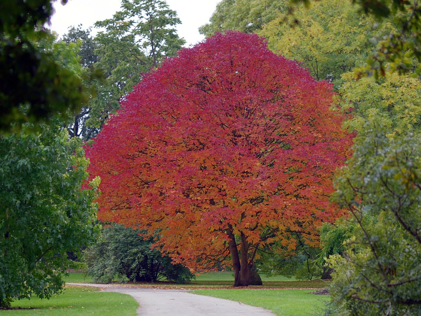 Ясень американский