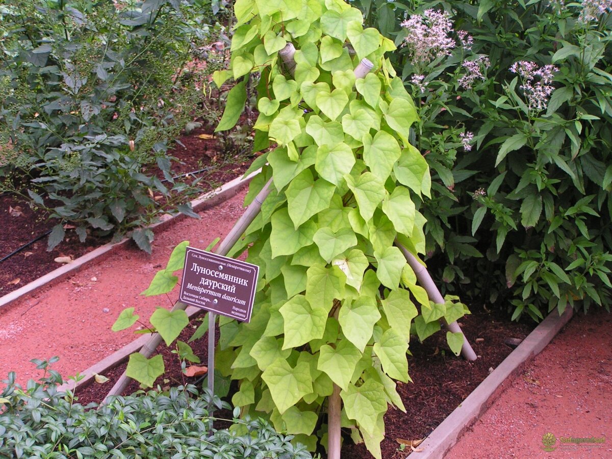 Луносемянник гибридный