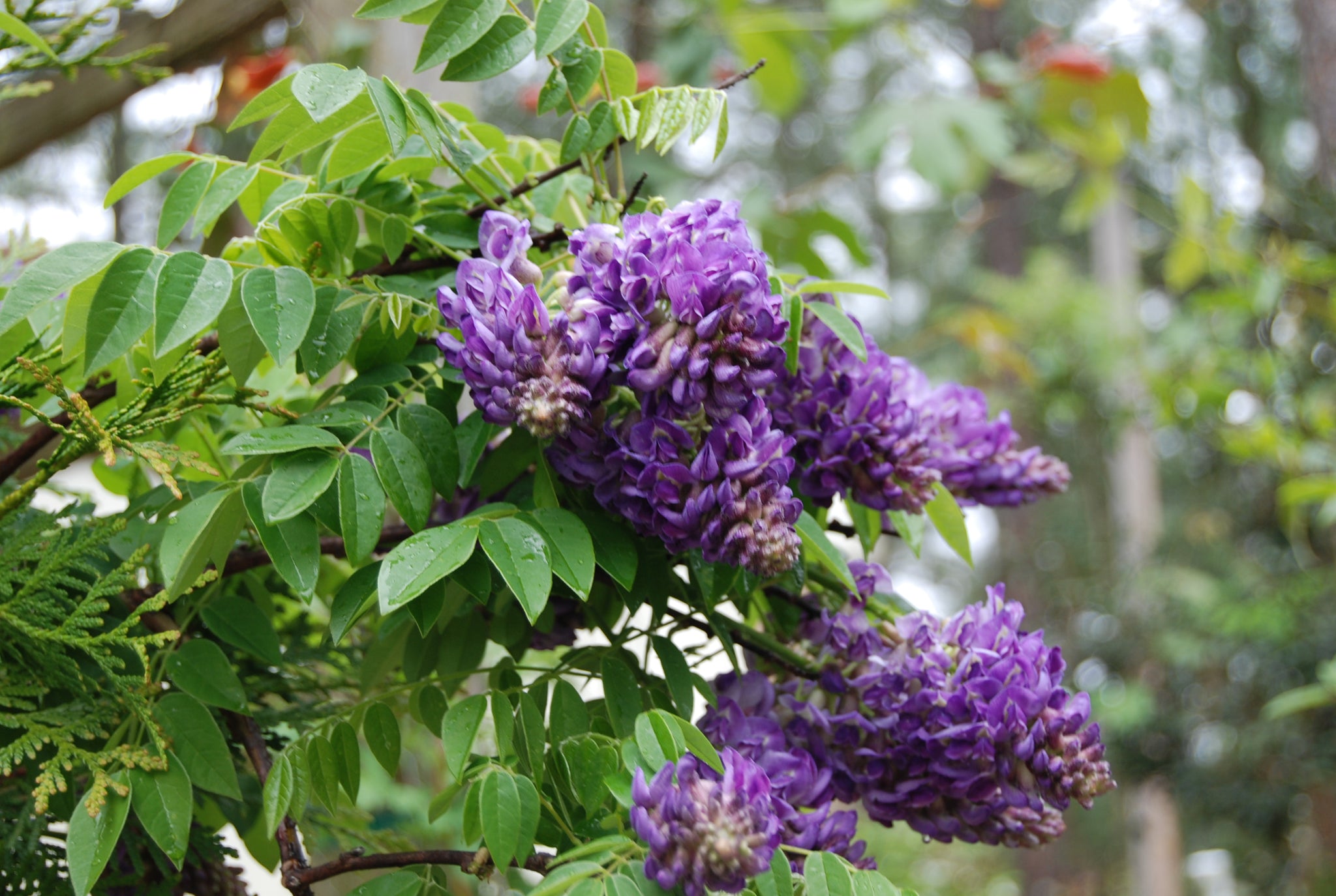 Глициния венус