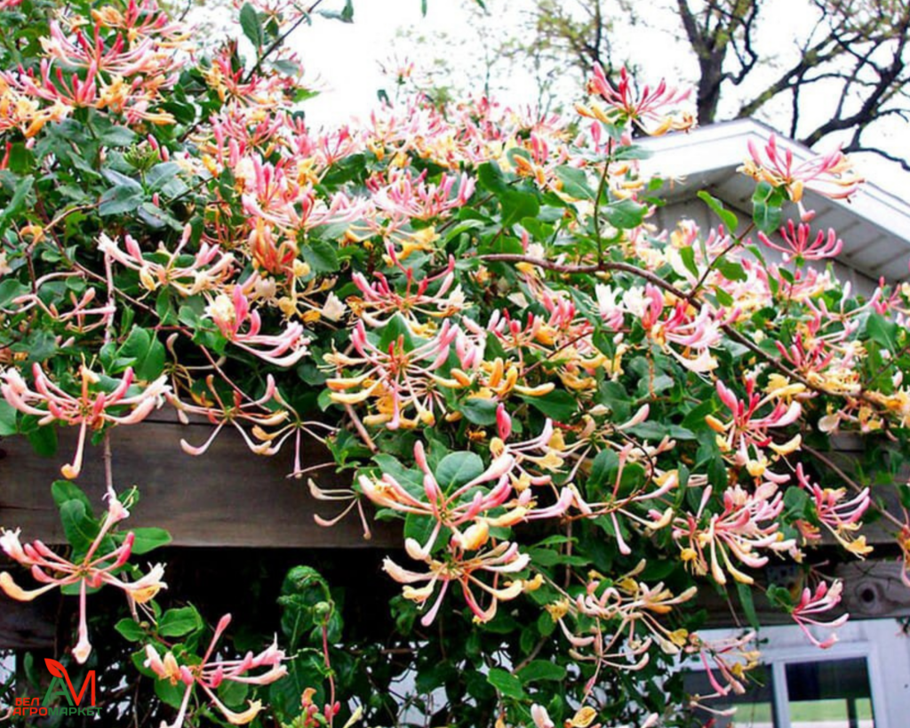 Жимолость каприфоль