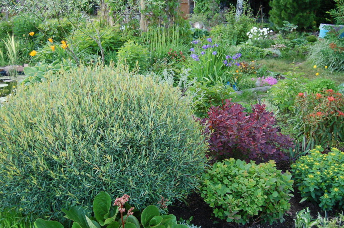 Ива пурпурная Ива пурпурная