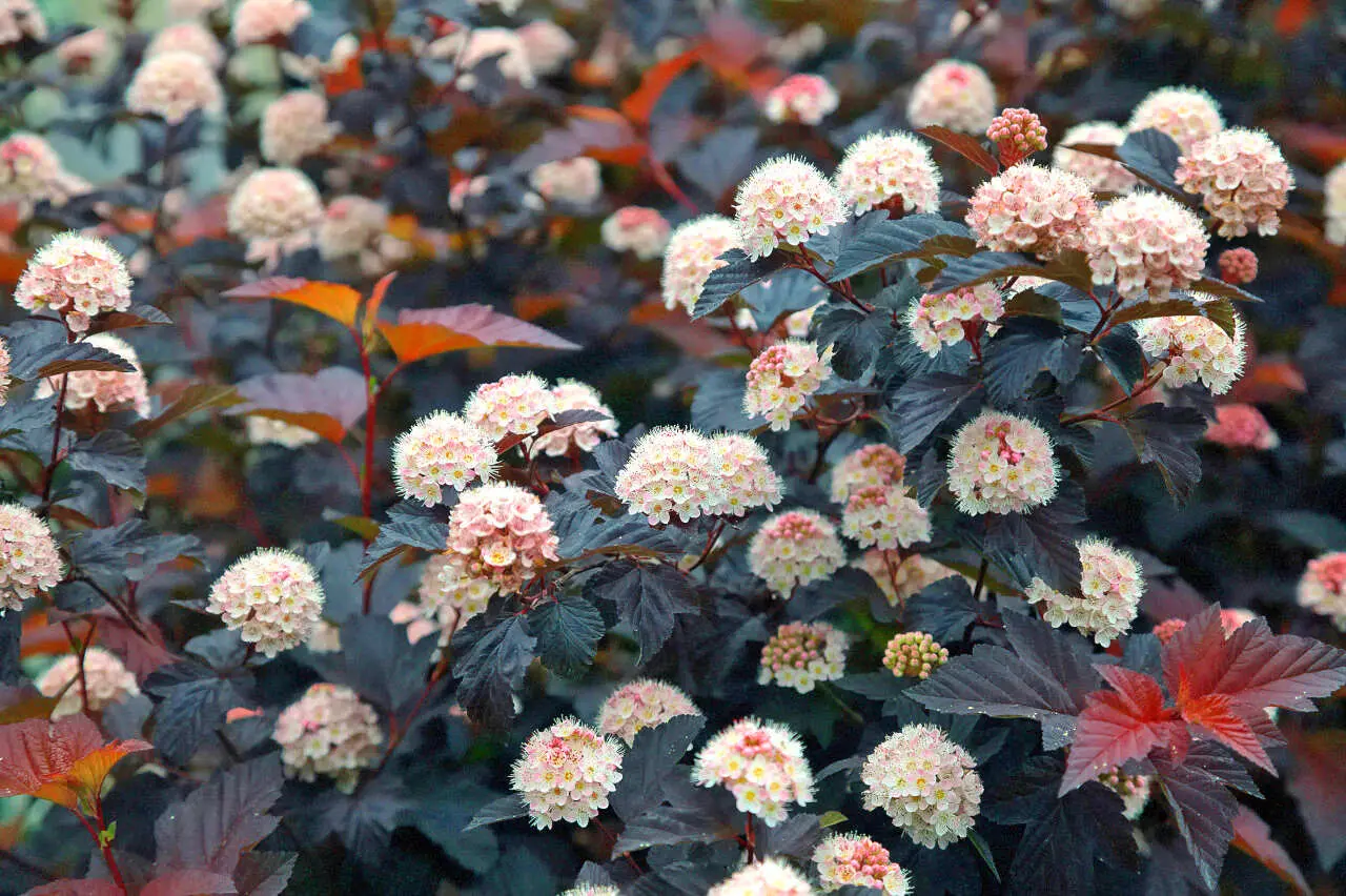 Пузыреплодник