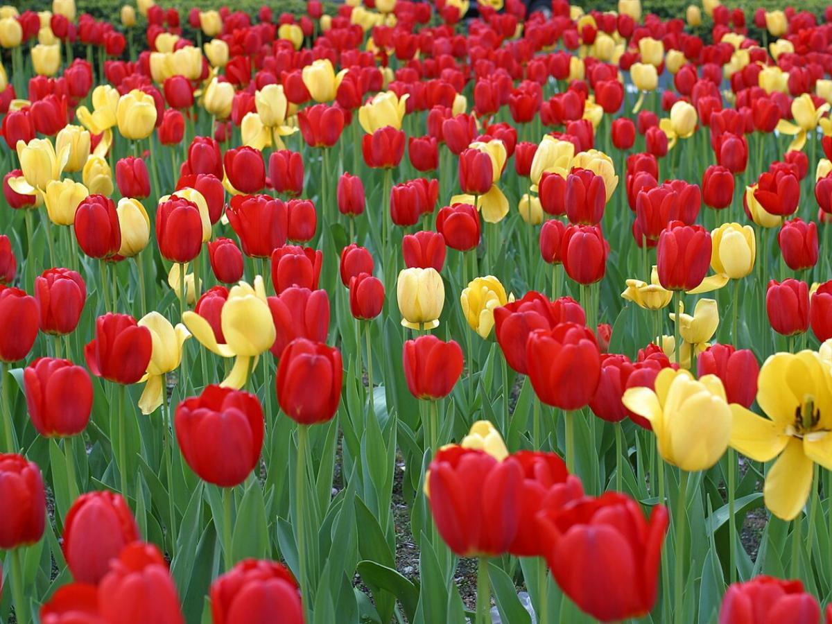 Агава Агава