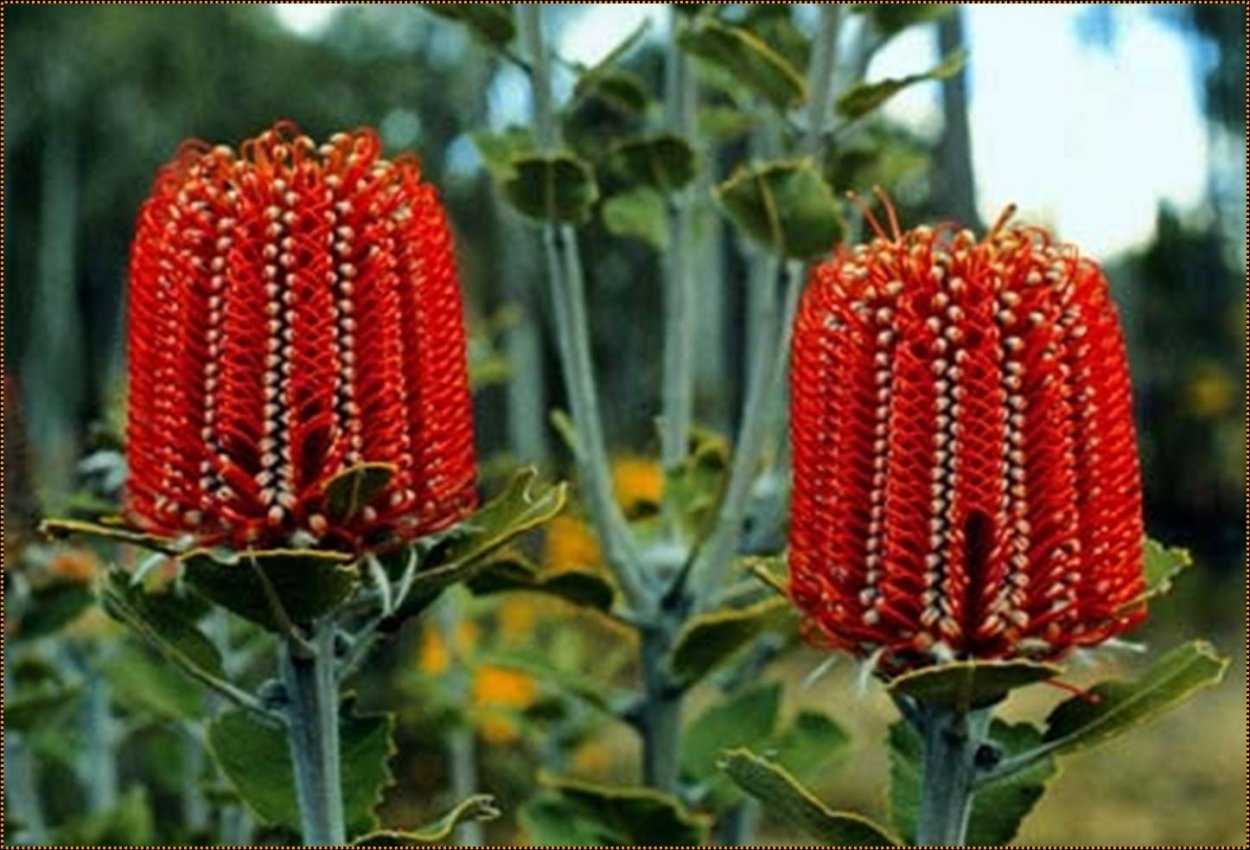 Банксия ярко-красная Банксия ярко-красная