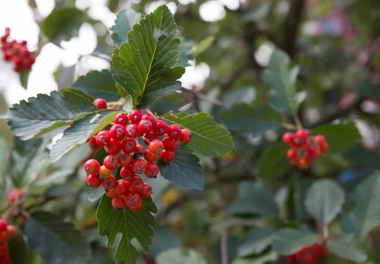 Рябина промежуточная