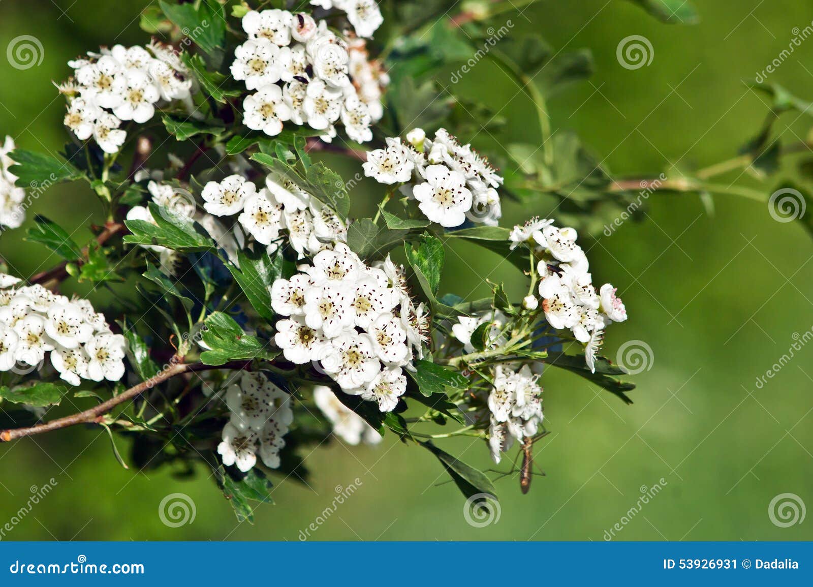 Боярышник вееровидный