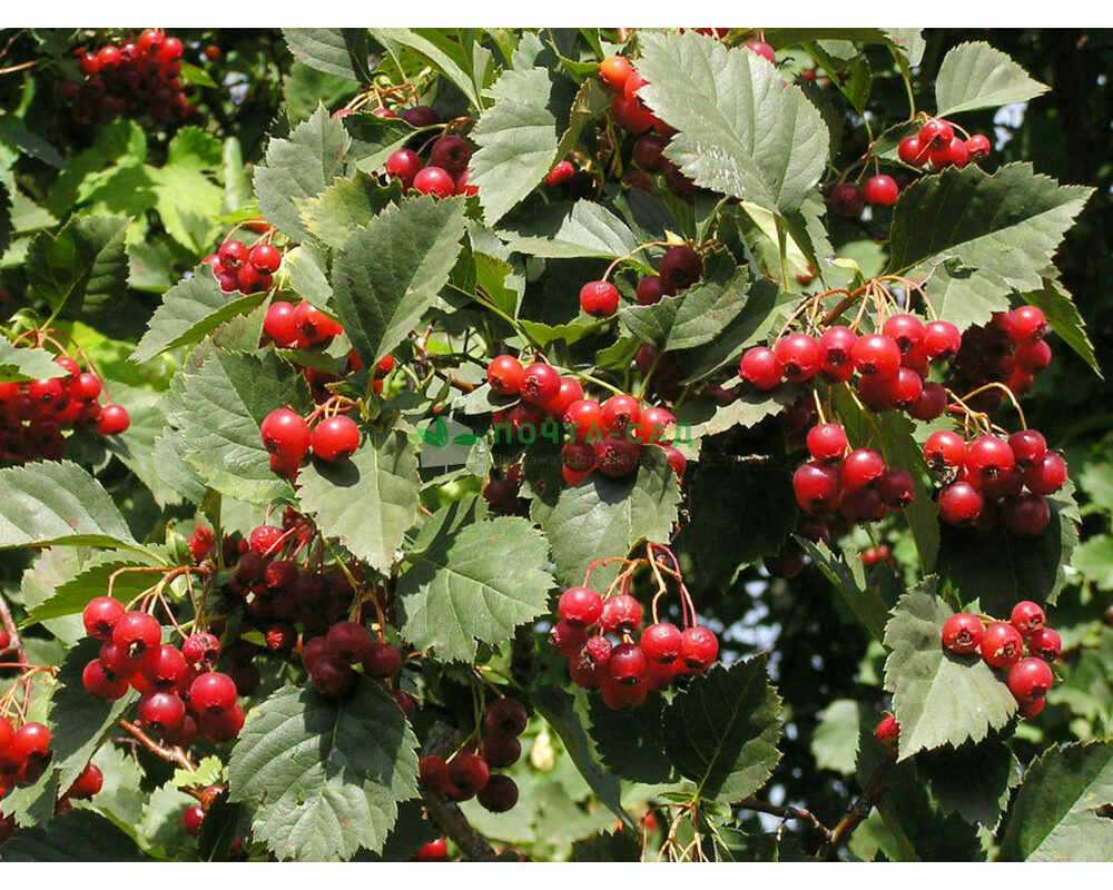 Боярышник кроваво-красный