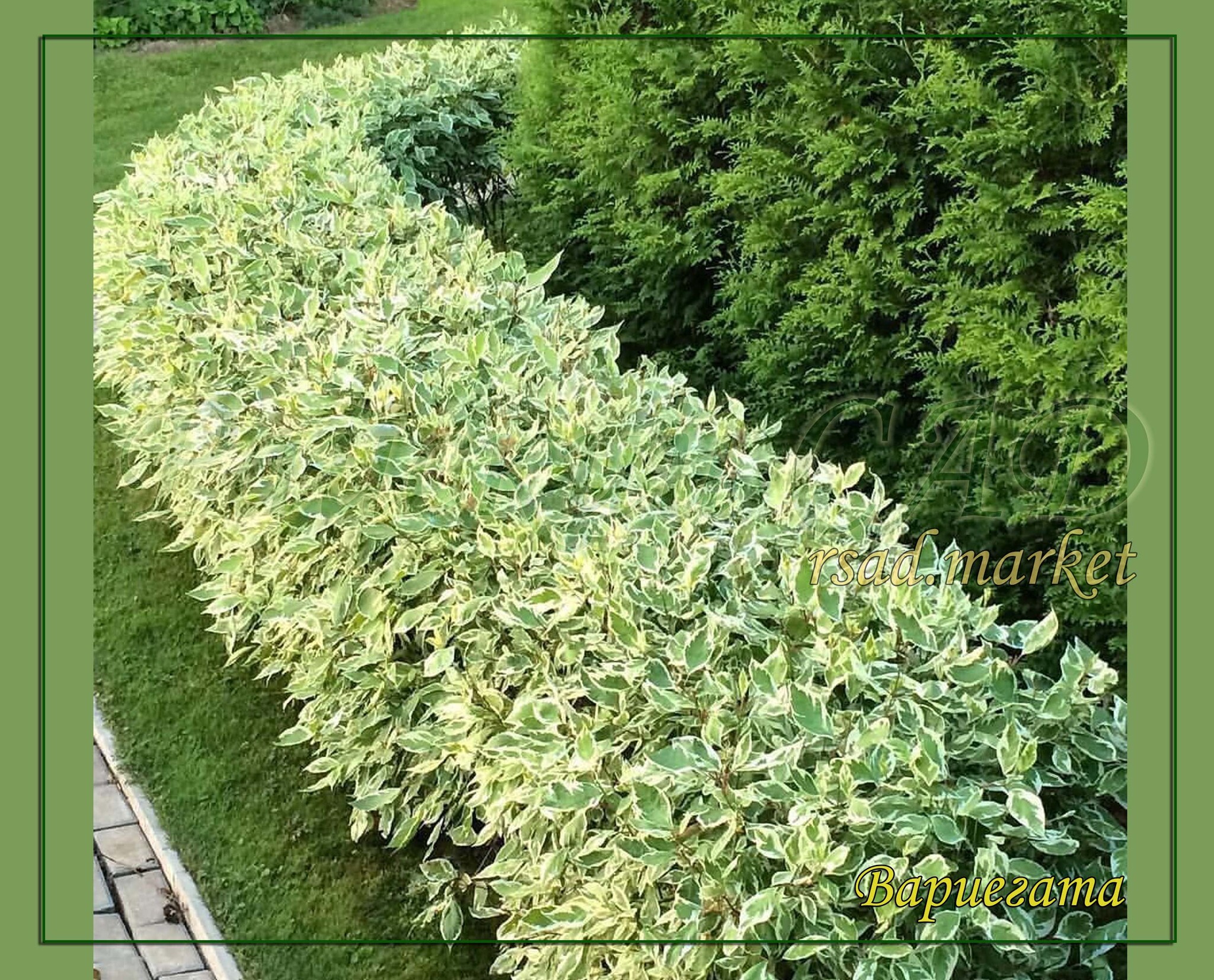 Дерен Натела Дерен Натела