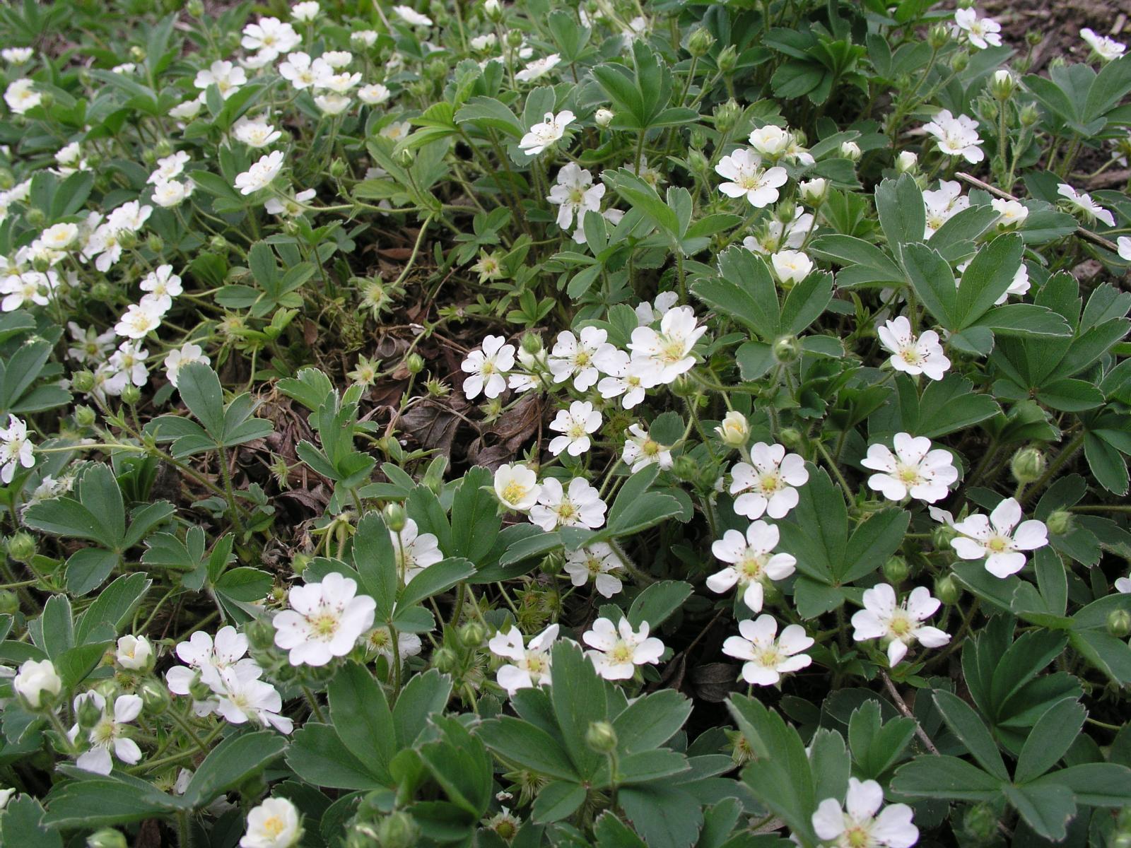 Лапчатка белая