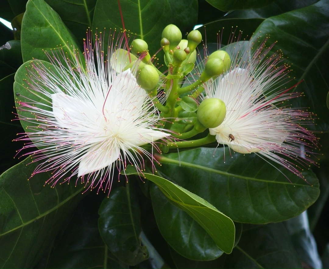 Баррингтония азиатская Баррингтония азиатская