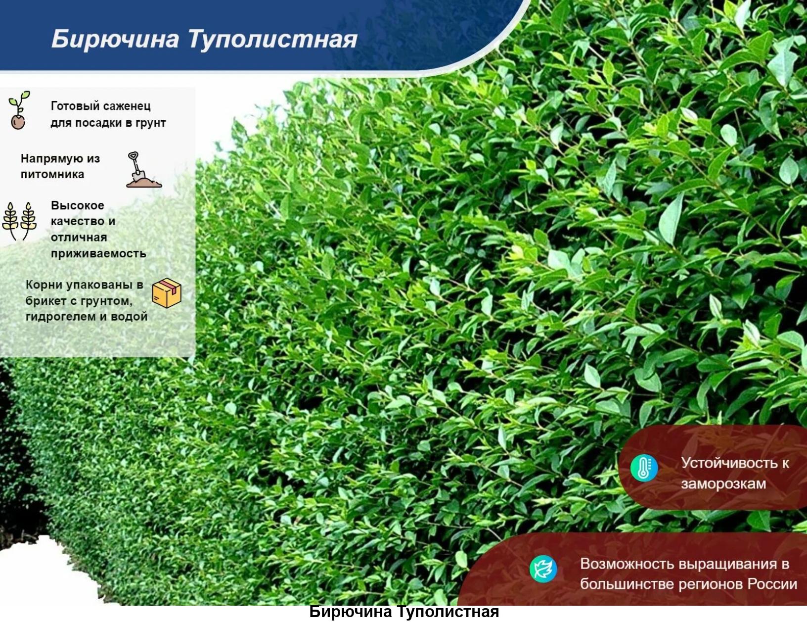 Бирючина плотная Бирючина плотная