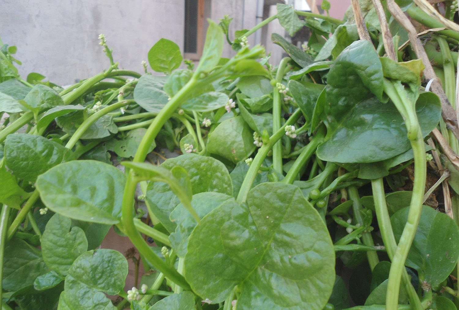 Базелла белая