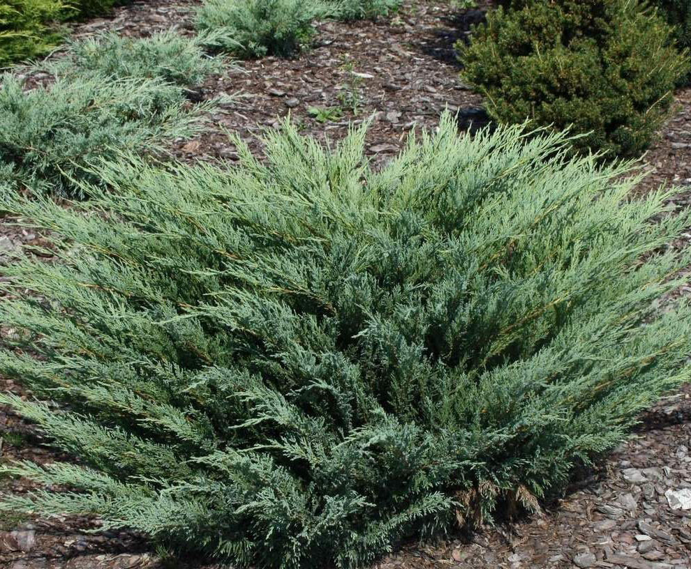 Можжевельник казацкий