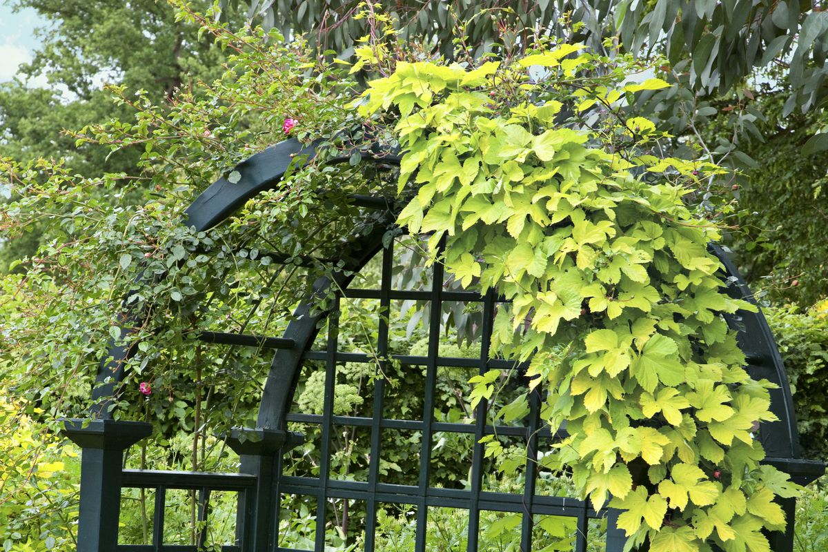 Древогубец розовый