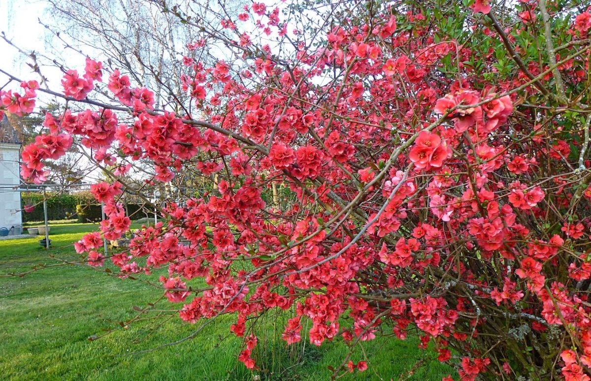 Айва прекрасная Айва прекрасная