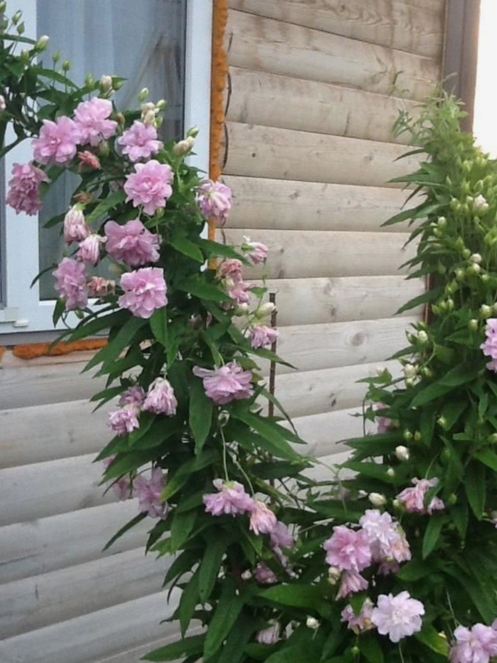 Калистегия японская