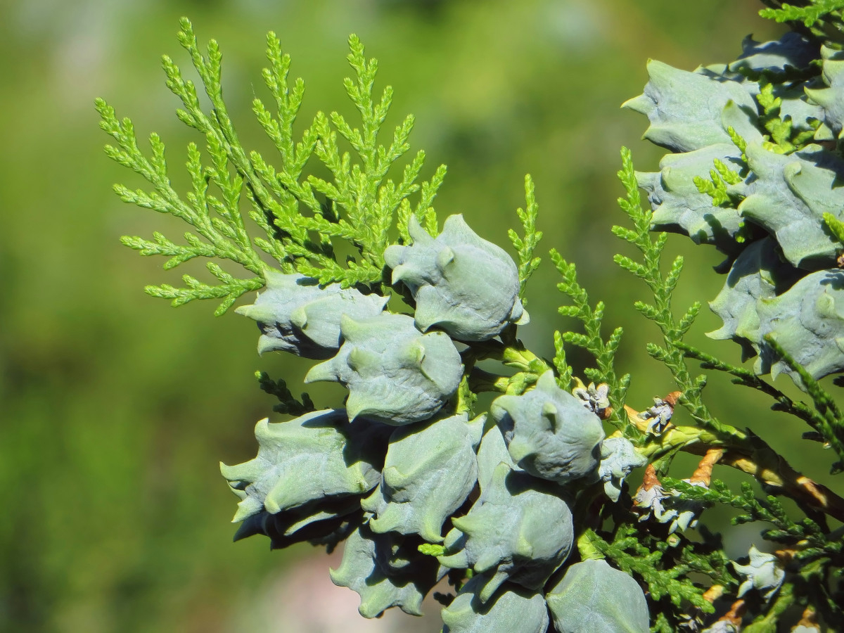 Туя восточная