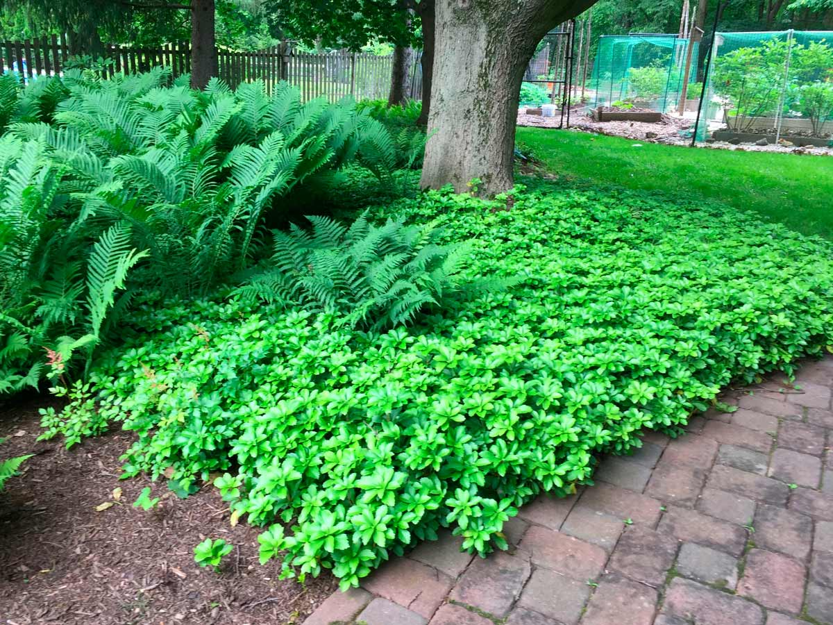 Пахизандра Пахизандра