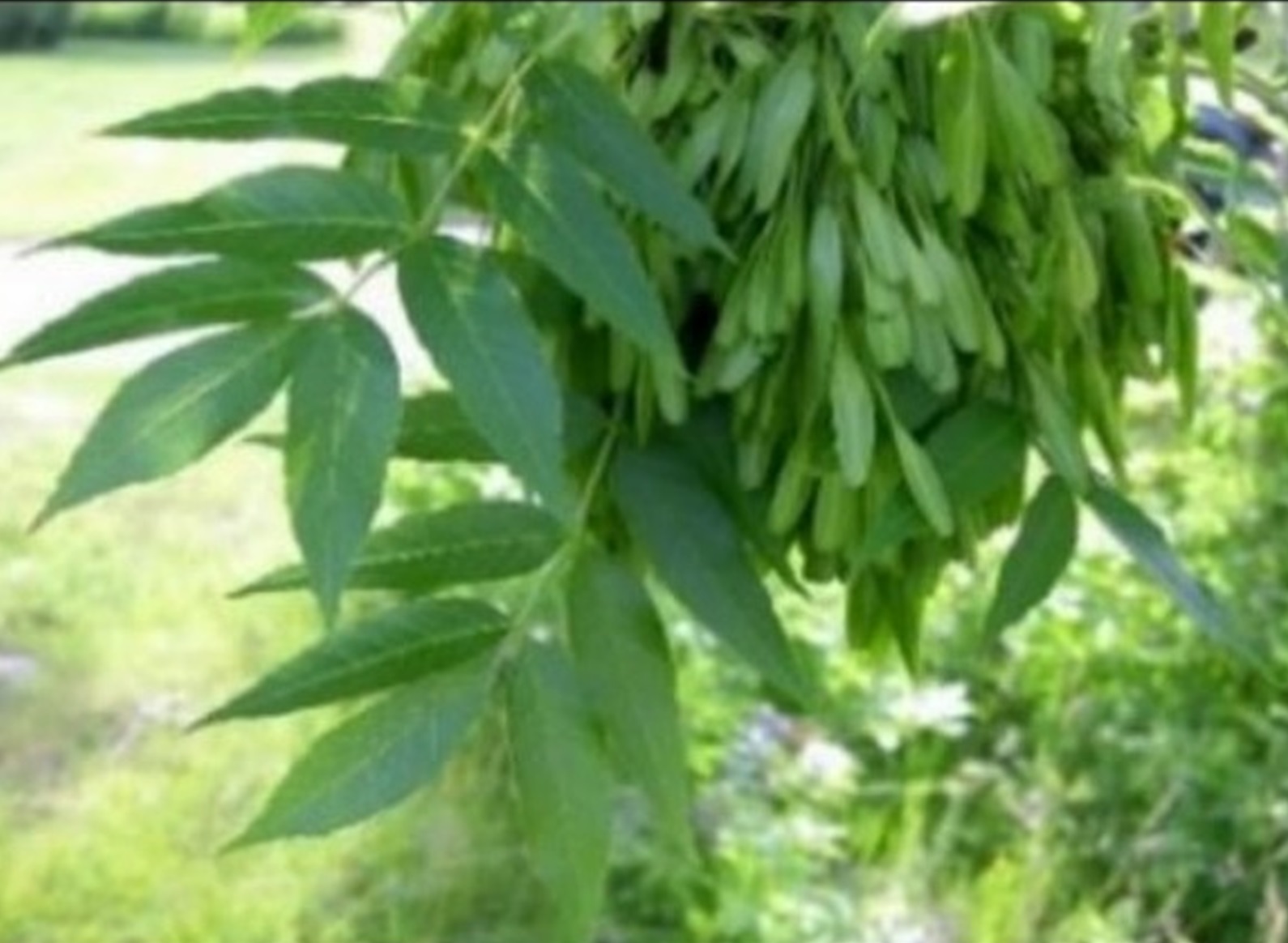 Ясень остроплодный