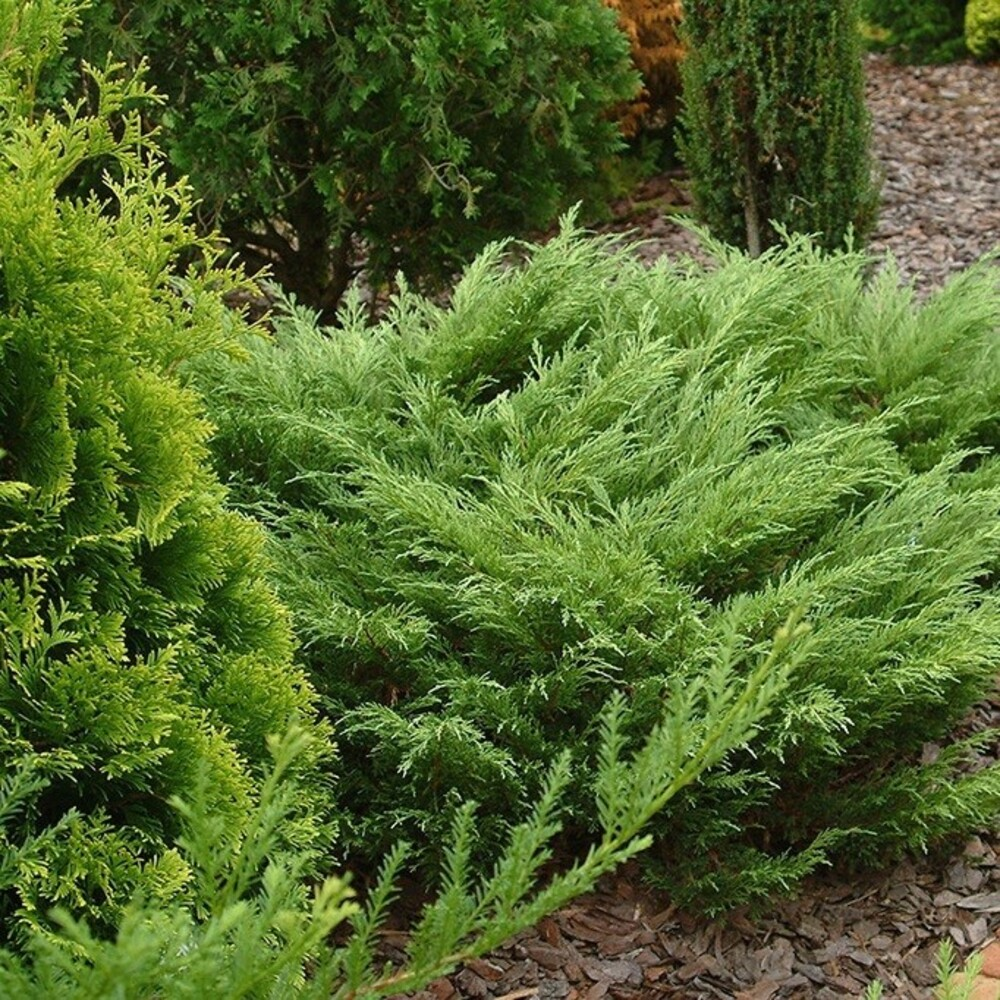 Можжевельник казацкий