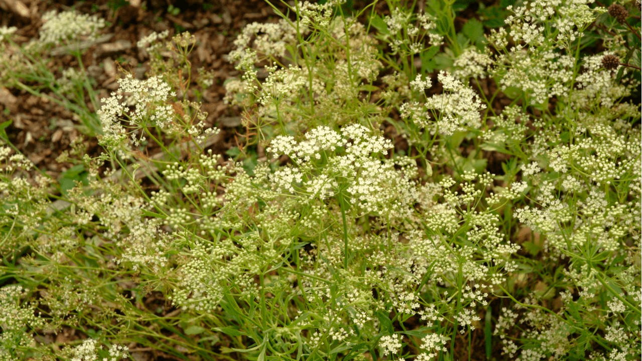 Бедренец горичниколистный