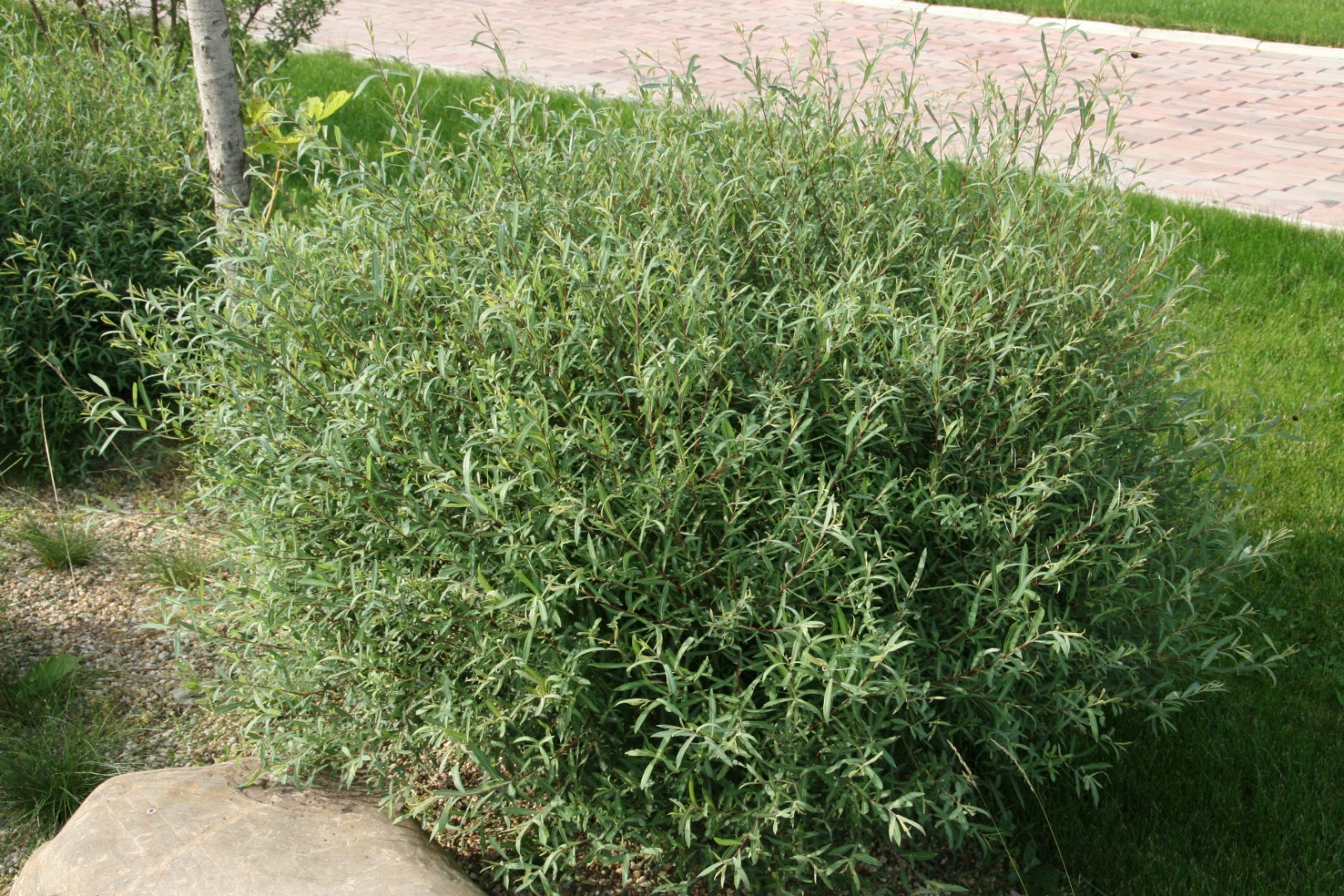 Ива пурпурная Ива пурпурная