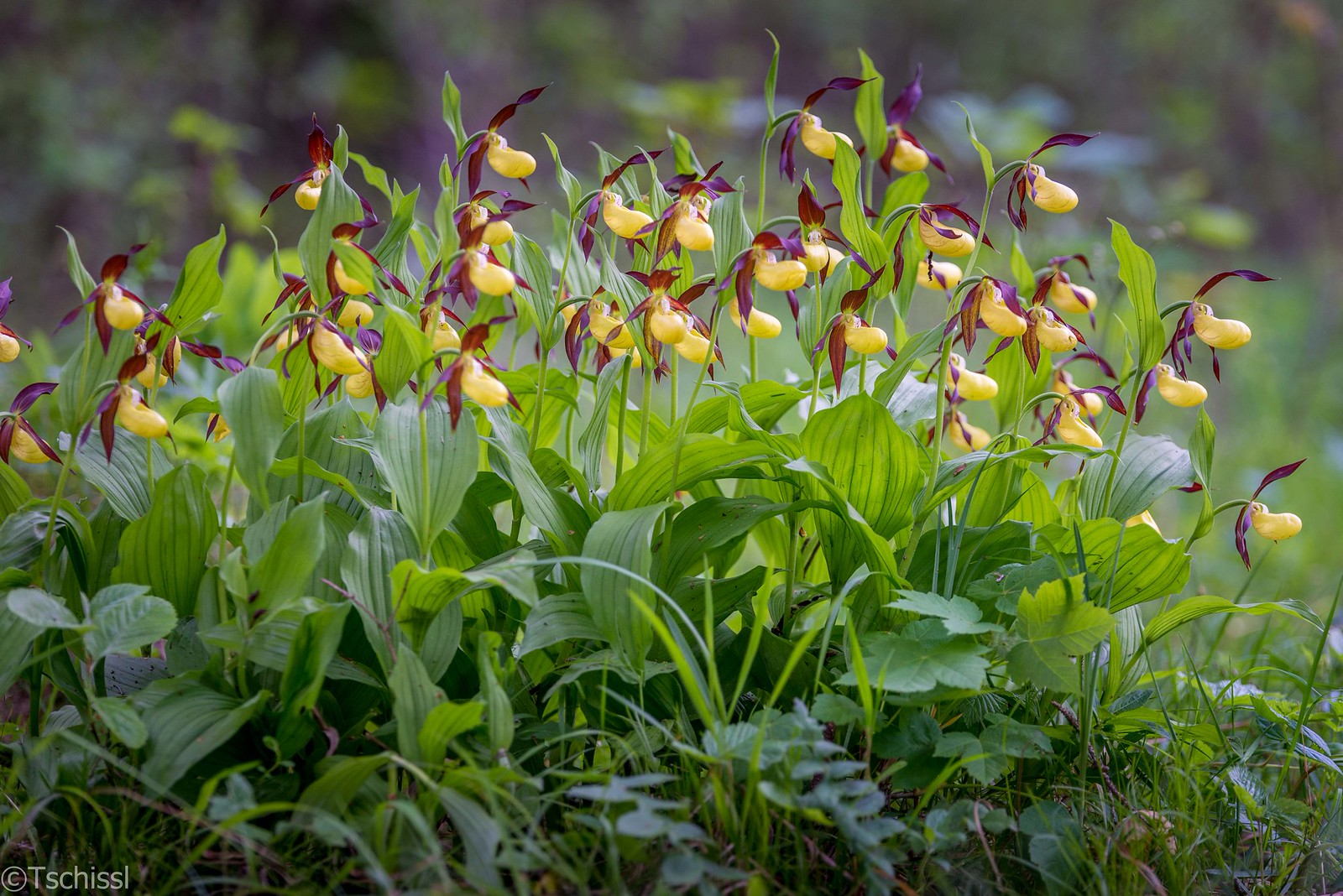 Башмачок жёлтый