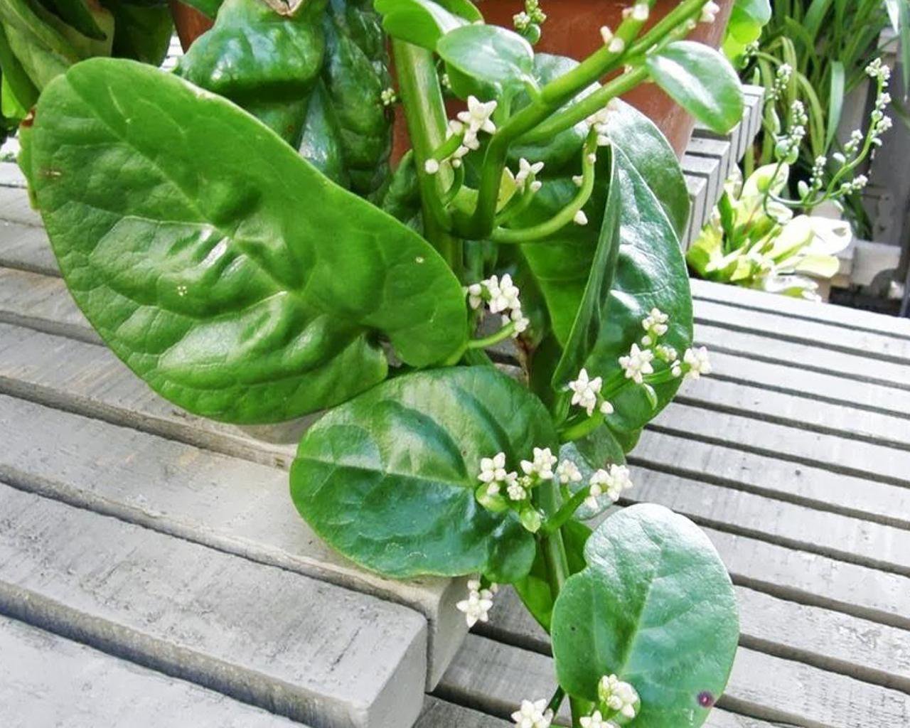 Базелла белая