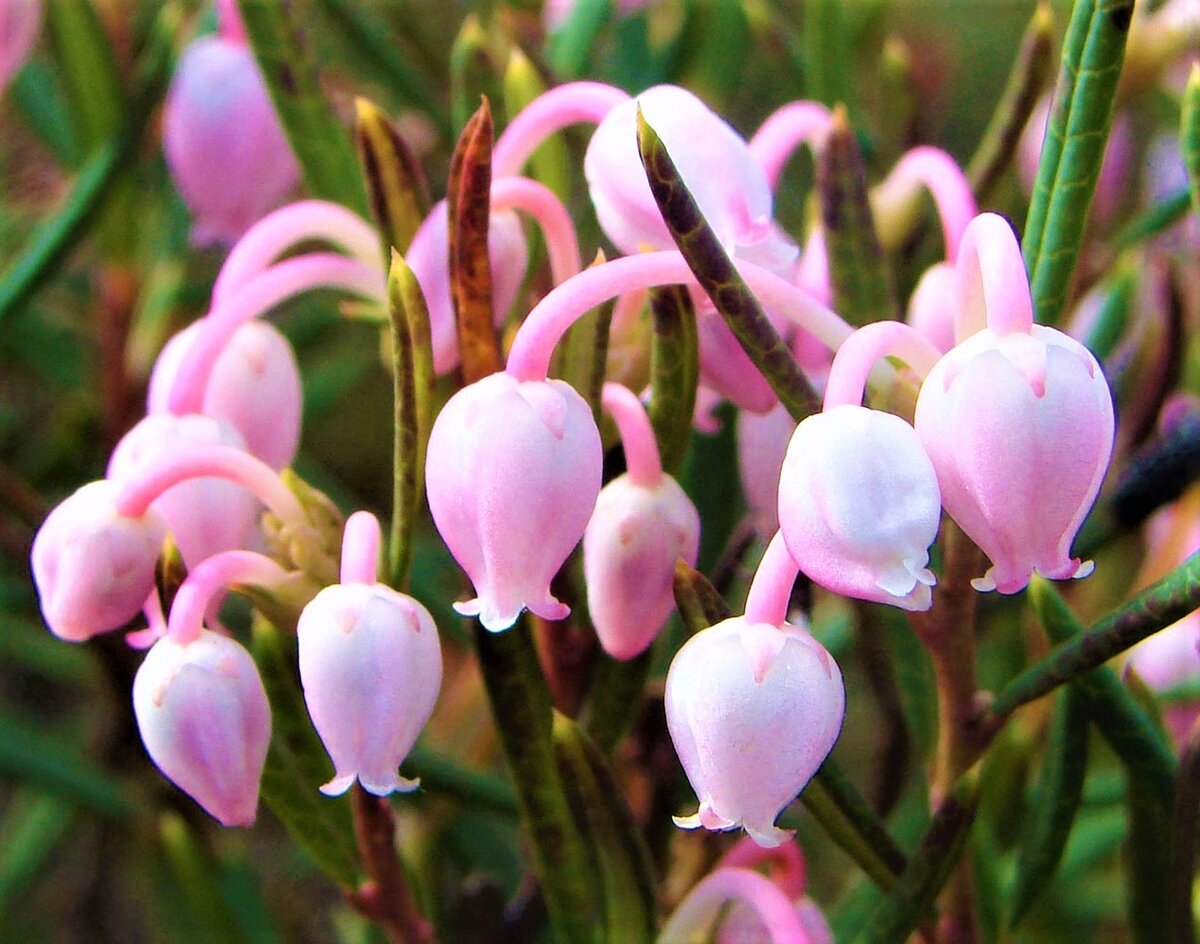 Багульник подбел