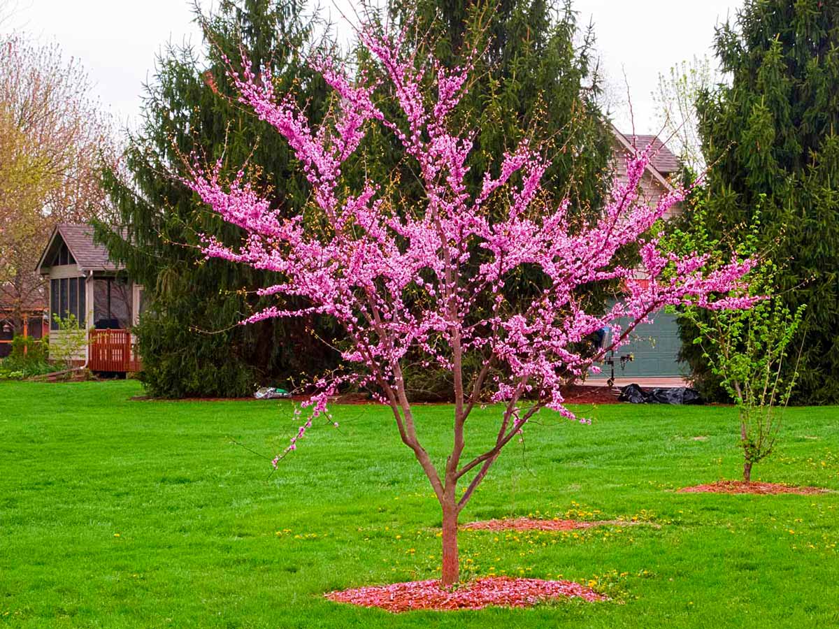 Багрянник японский