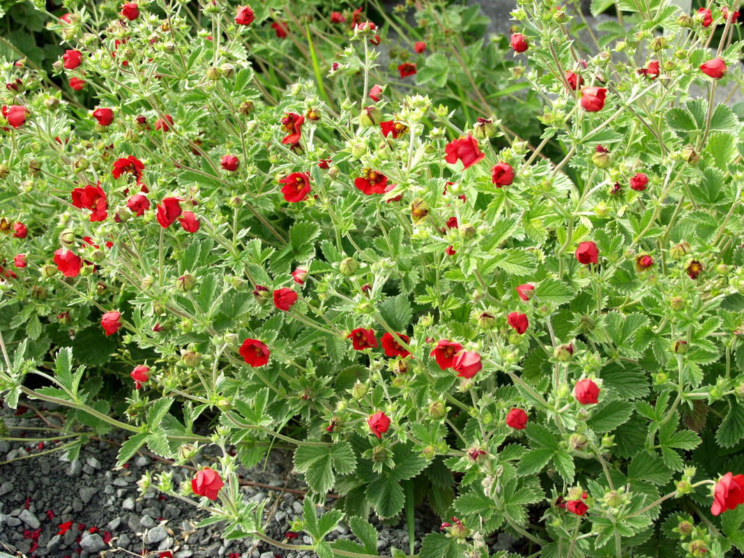 Лапчатка непальская