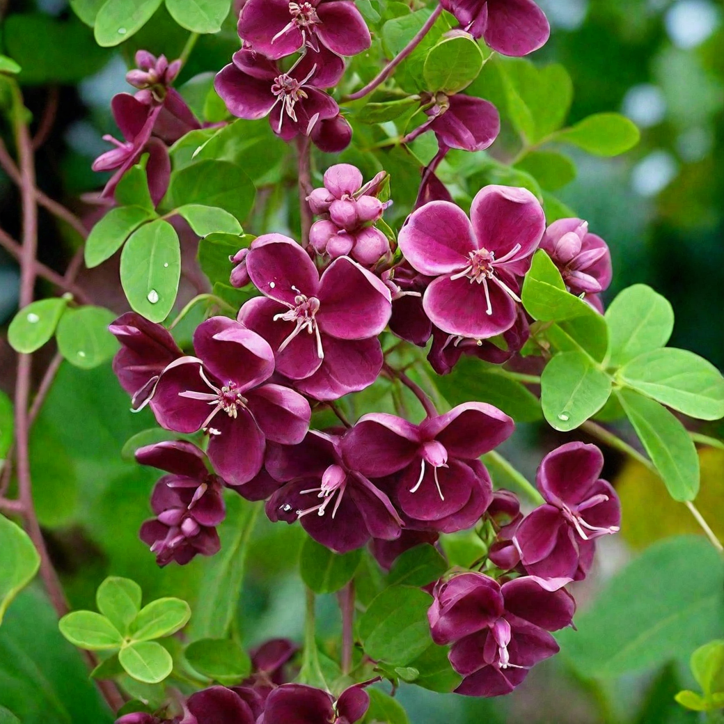 Акебия золотистая