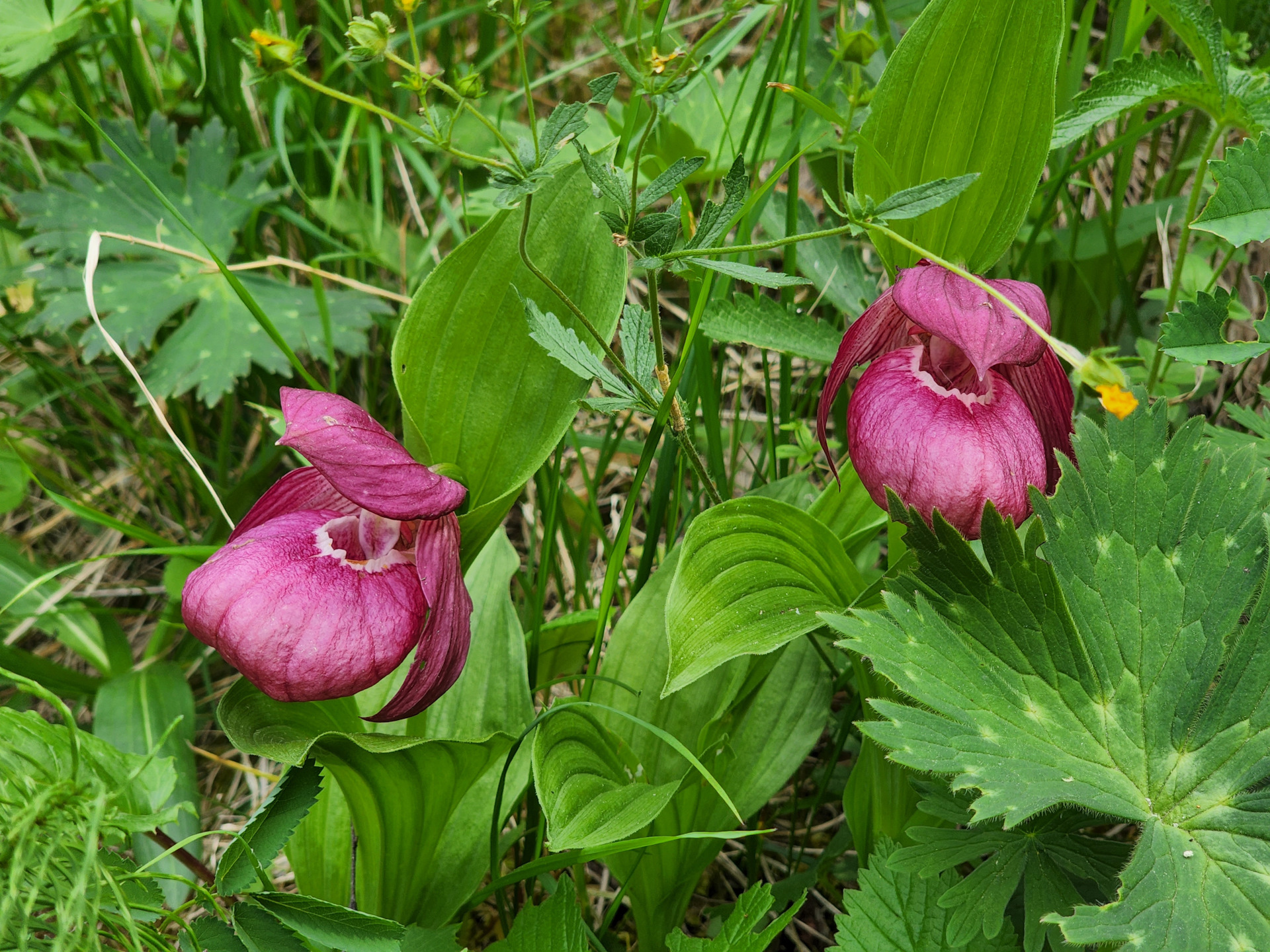 Башмачок тибетский