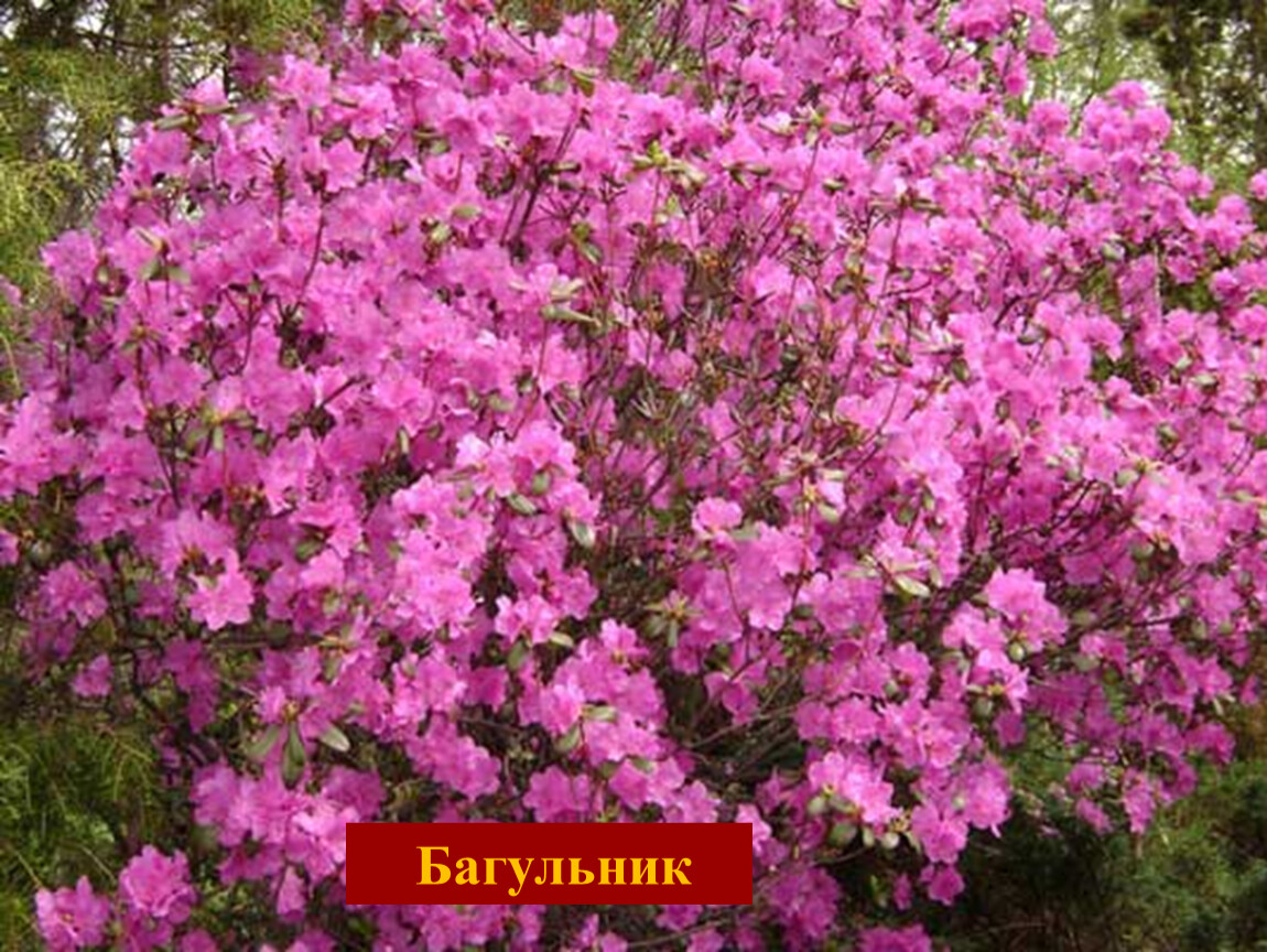 Рододендрон даурский Рододендрон даурский