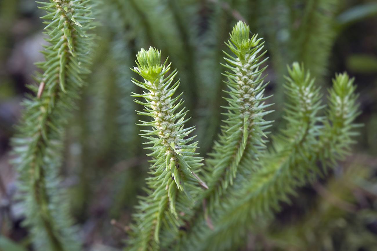Баранец арктический