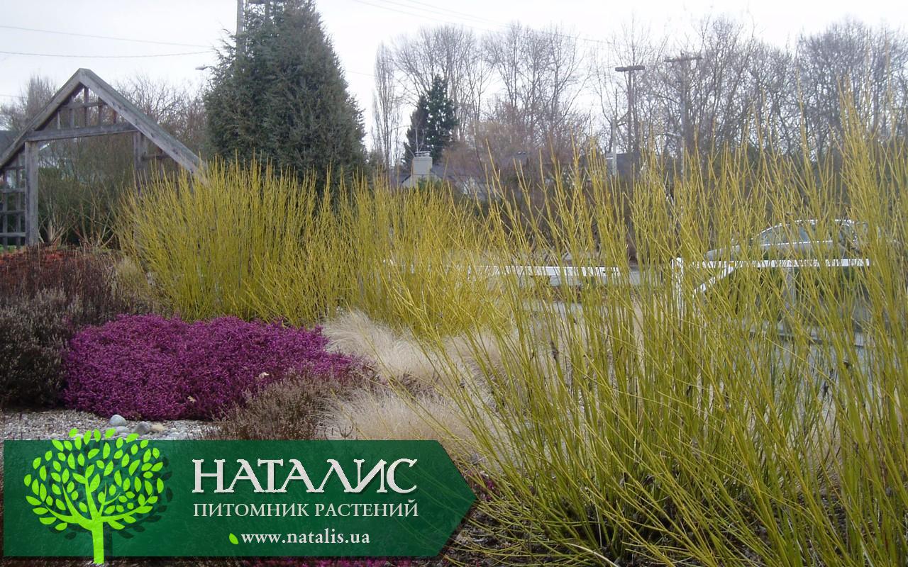 Дерен отпрысковый