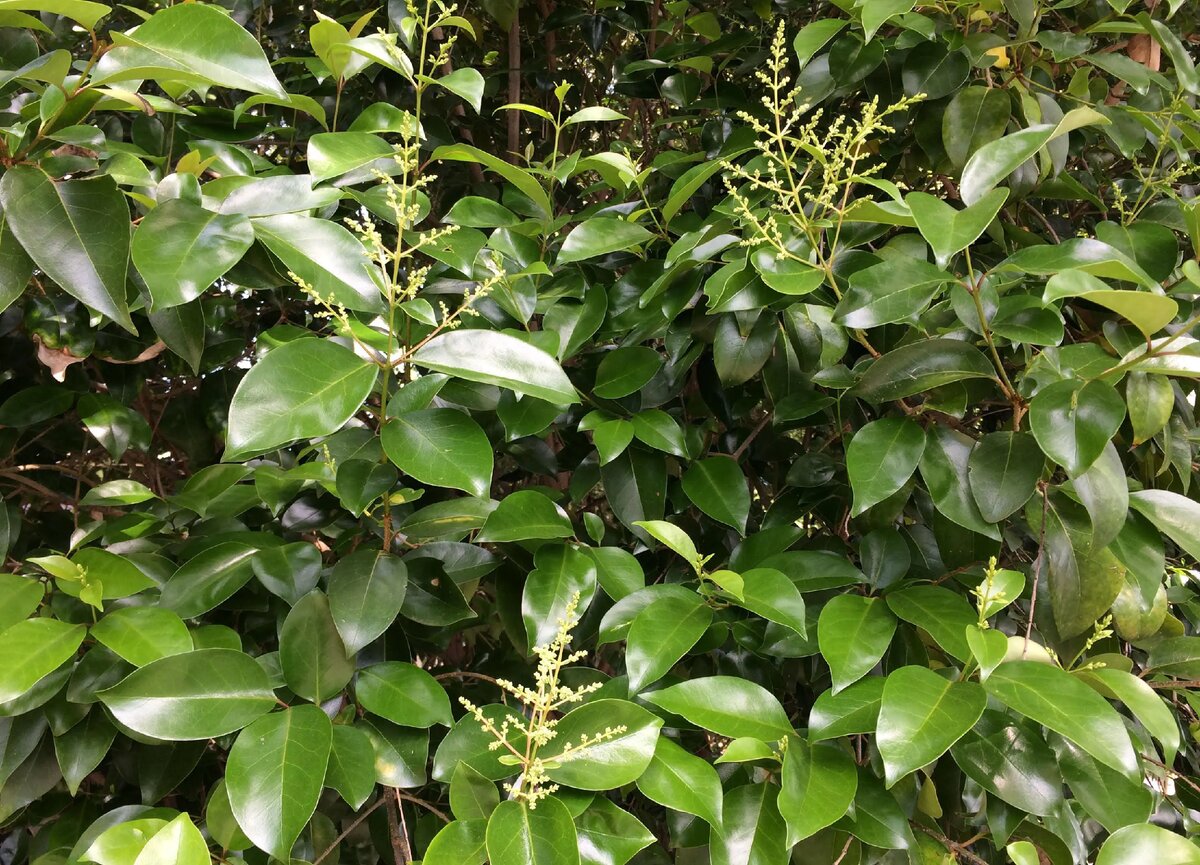 Бирючина китайская