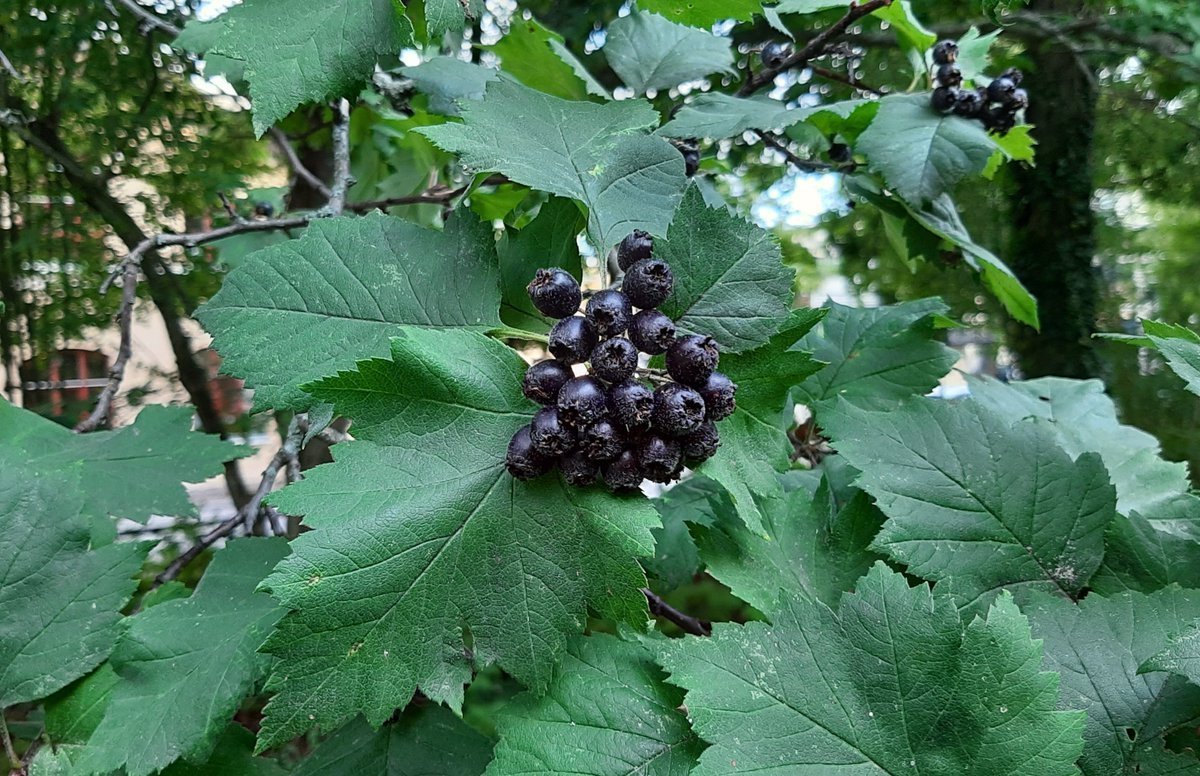 Боярышник зеленомясый