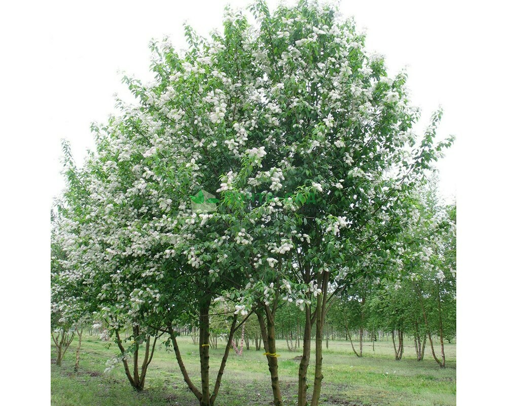 Черемуха Маака