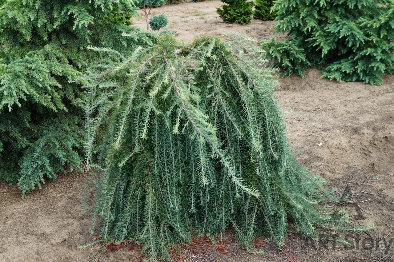 Лиственница европейская Лиственница европейская