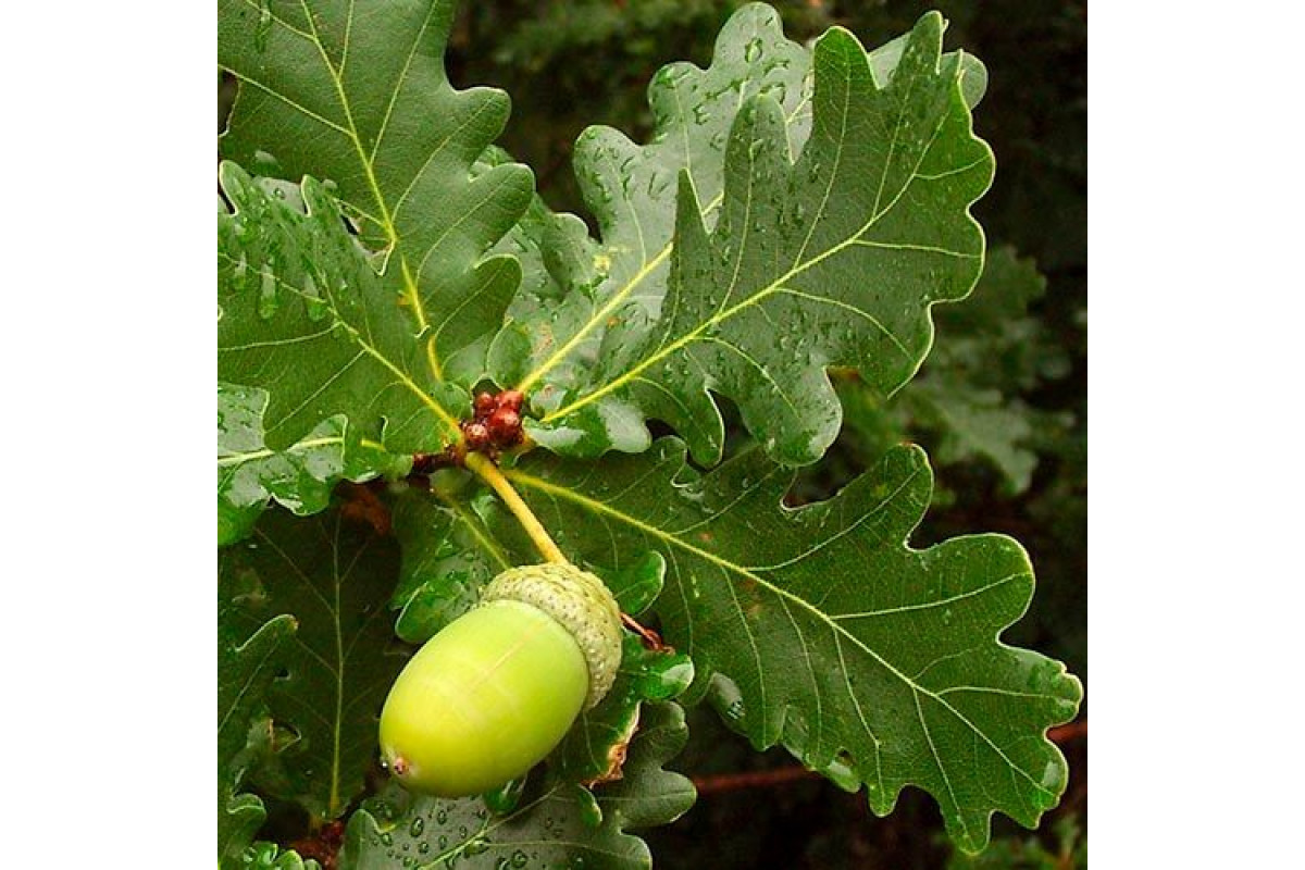 Дуб черешчатый Дуб черешчатый